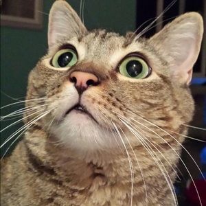 Meet your Posher, Joseph